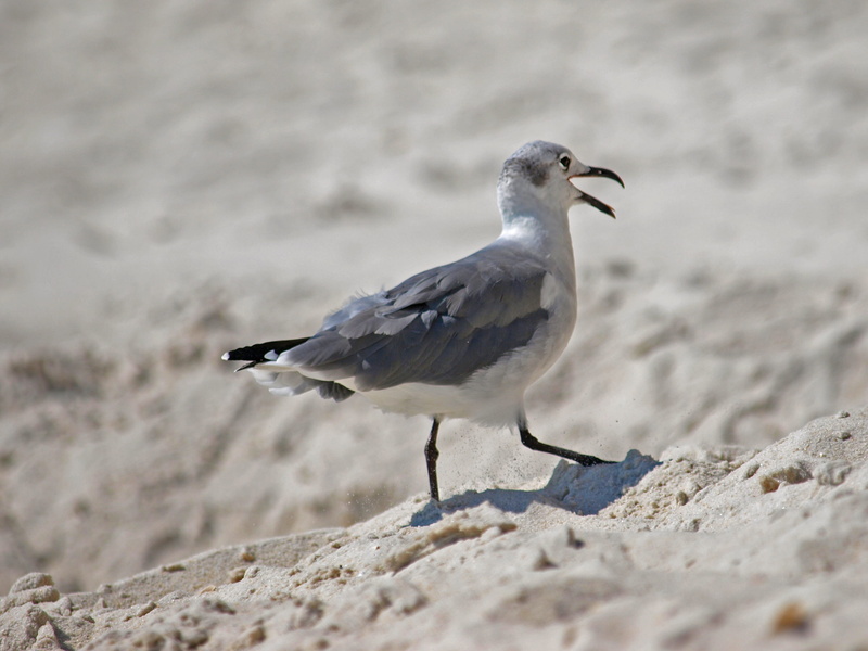 one animal, dom, seagulls, animal, selective focus, santa rosa, beak, outdoors, animal themes, sunlight, flight, air, wing, 2K, fly, travel, wild, sea