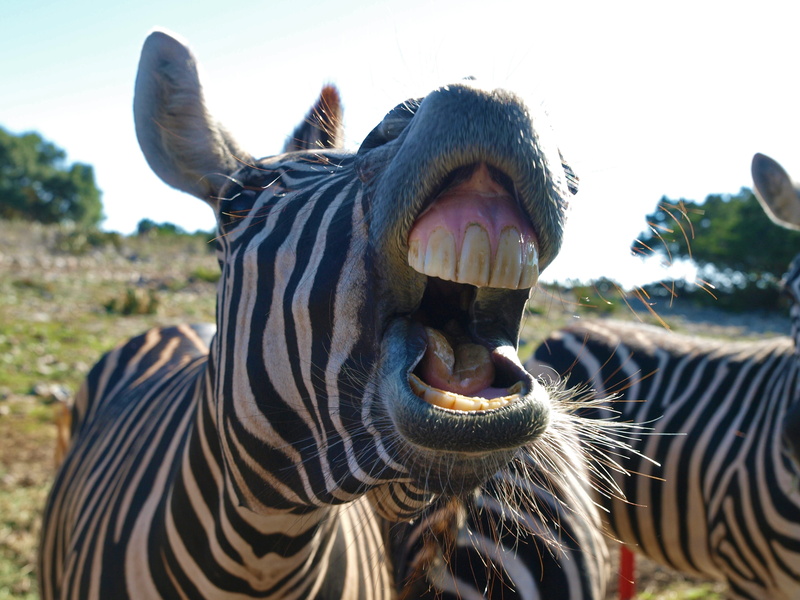vertebrate, black, strips, animal wildlife, bite, white, domestic animals, outdoors, nature, horse, mouth open, head, gabriel raggio, day, safari, animal mouth