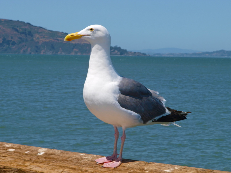 outdoors, one animal, ocean, travel, beak, seashore, sea, perching, beach, animal, animals in the wild, wing, california, summer, mountains, close-up, seagulls