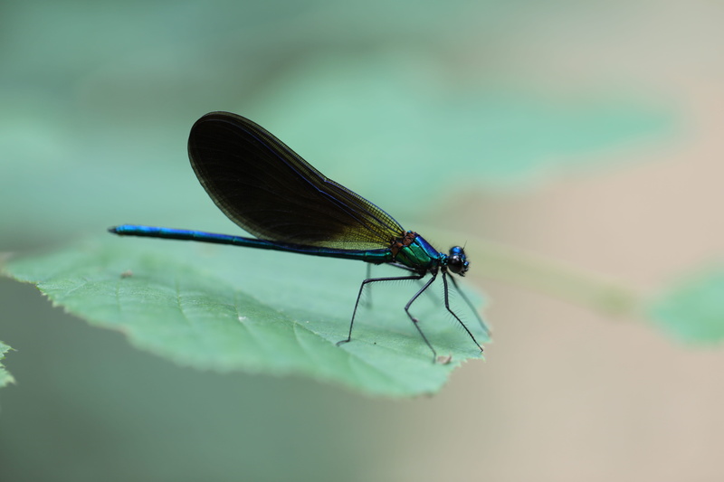 close-up, animal, outdoors, martillac, château smith haut lafitte, dragonfly, day, animals in the wild, nature, animal wing, green, plant part, turquoise colored