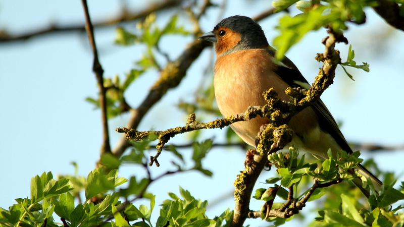 looking away, feather, cute, focus on foreground, low angle view, tree, one animal, perching, animal wildlife, bird, songbird, finch, vivid, 2K, habitat
