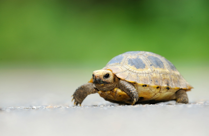 tortoise, Park, tortoises, animal shell, endangered, elongatedtortoise, Juvenile, testudinidae, no people, close-up, elongated, reptile, yellow, Reptiles and Frogs