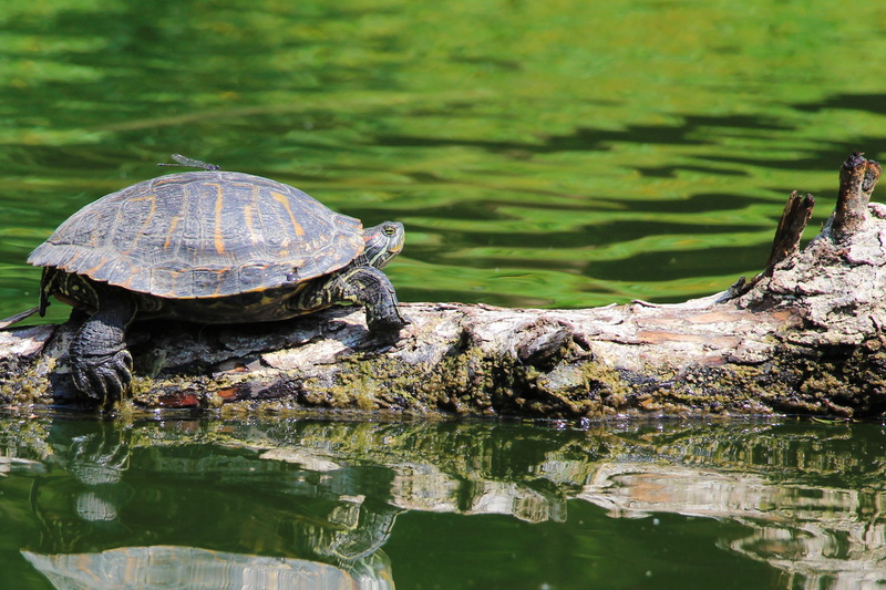 landscape, shell, day, water, tree, animal, tortoise shell, 2K, brown, animal themes, tortoise, one animal, waterfront, vertebrate, animal wildlife, animal shell