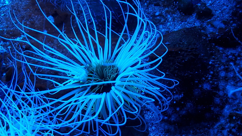 no people, animal wildlife, underwater, sea, nature, beauty in nature, aquarium, animals in the wild, animal, invertebrate, reef, ocean, water-dwelling