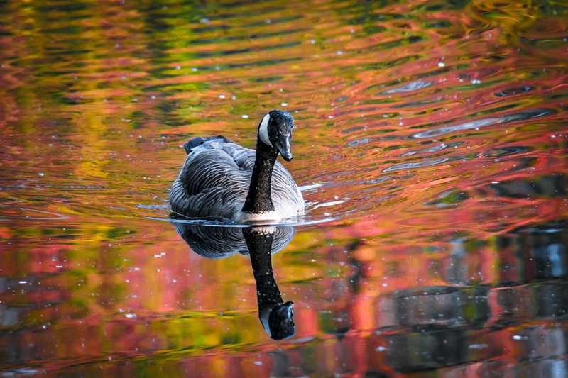 outdoors, animal wildlife, wildlife, goose, park, vertebrate, beak, nature, black color, waterfront, day, look, beauty in nature, no people, water, wild