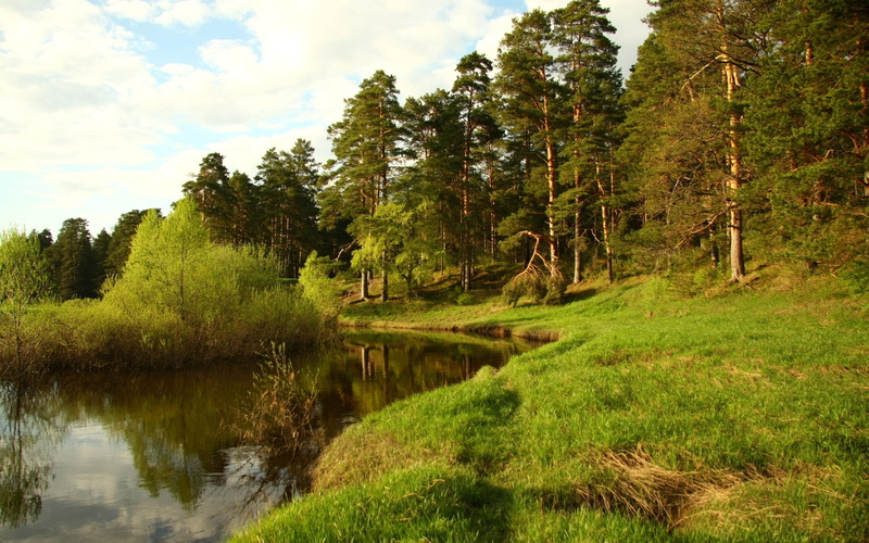 landscape, lush Foliage, environment, swamp, green Color, wood, sunlight, summer, non-Urban Scene, day, leaf, tranquil Scene, idyllic, coniferous, autumn
