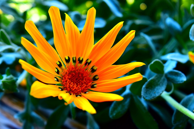 flower head, petal, day, close-up, growth, fragility, beauty in nature, 1080P, yellow, no people, flowering plant, vulnerability, nature, plant, freshness