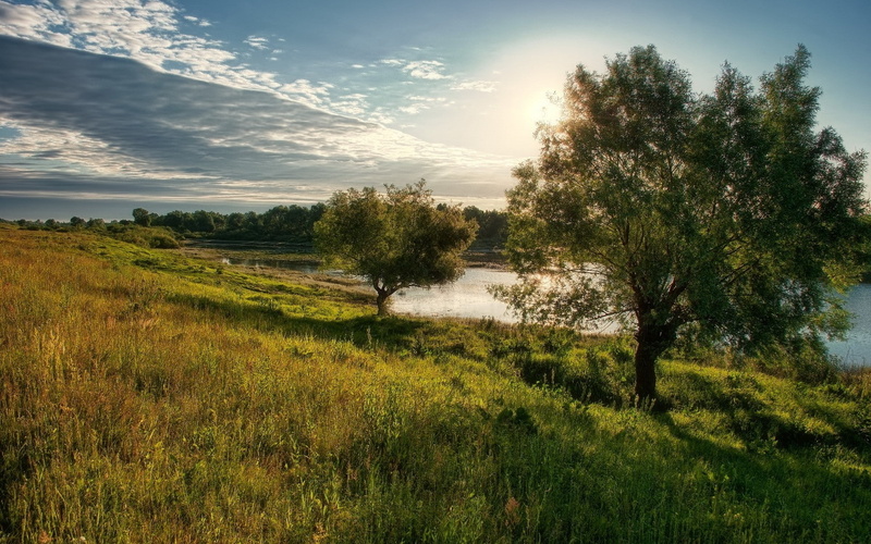 landscape, Glade, growth, Light, tranquility, scenics - nature, nature, sunlight, field, Coast, Shadows, 1080P, non-urban scene, Trees, cloud - sky, Clouds