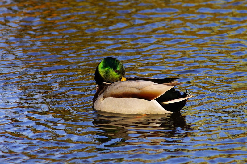 floating on water, water, freshwater bird, waters, 2K, animal, bird, plumage, the midday sun, nature, animal themes, duck, close, lake, waterfront, no people