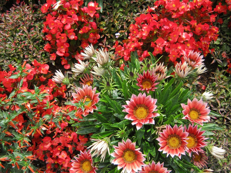 blütenmeer, 2K, discounts, bright, day, freshness, gazanie, garden, midday flowers, bed, german federal horticultural show, color, inflorescence, fragility