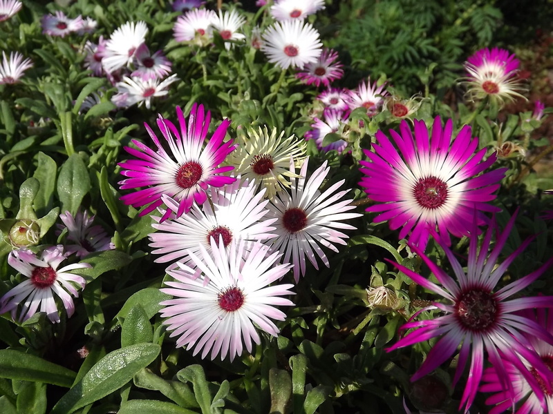 day, Colorful, bright, flower, inflorescence, Midday, high angle view, growth, midday flowers, pink color, fragility, Flowers, outdoors, plant, pollen