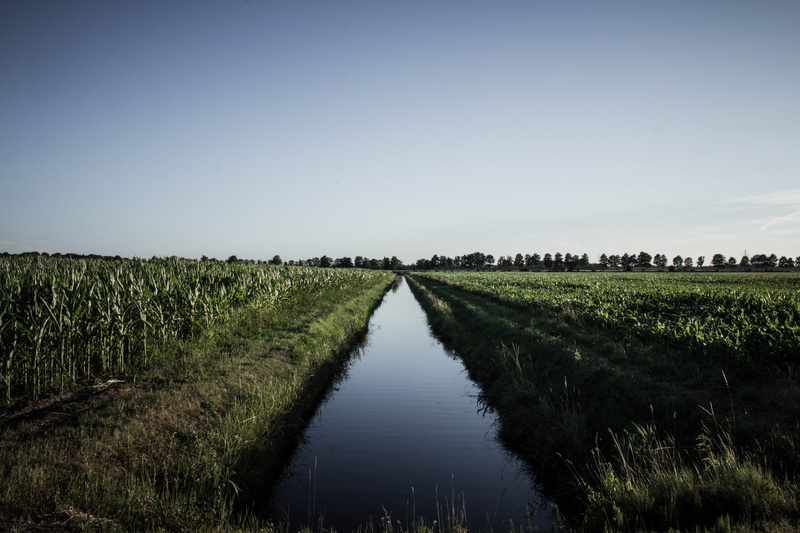 crop, leaves, landscape, diminishing perspective, growth, farm, straight, reflection, agriculture, shadow, tranquil scene, outdoors, line, beauty in nature