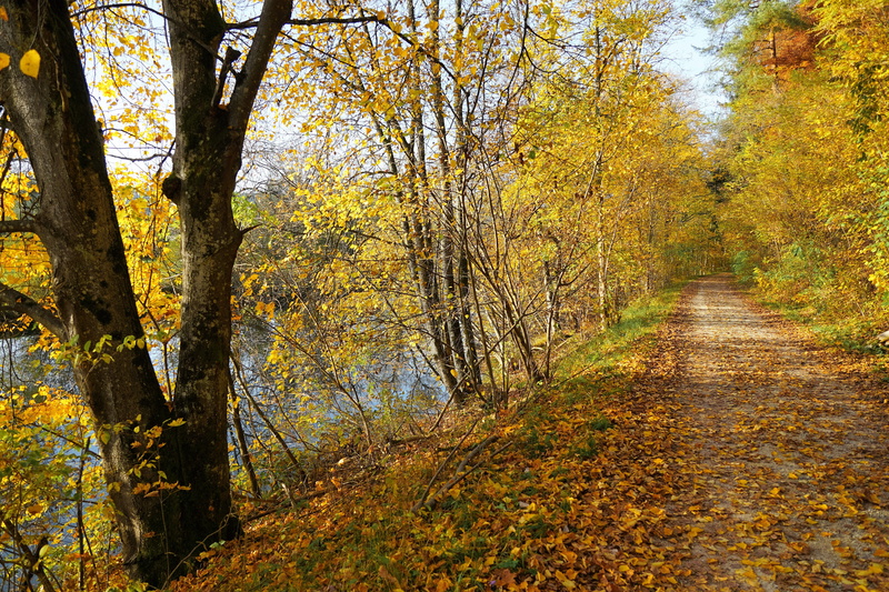 tree trunk, sun, beauty in nature, autumn collection, sunny, bank of the danube, road, ulm, wanderer, relaxation, meditation, direction, cycling, away