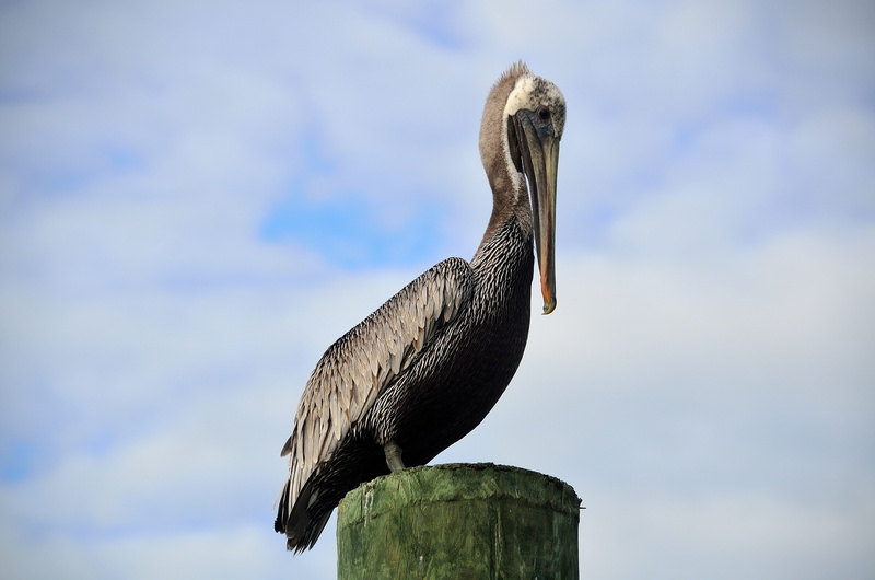 sea, waterbird, natural, animal body part, rest, cloud - sky, resting, Nature, 4K, white, vertebrate, large, animal, sky, Pelican, focus on foreground