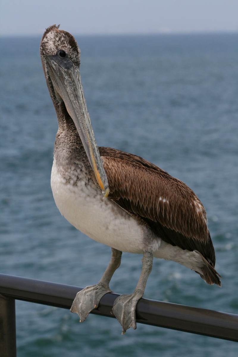 coast, sea, beauty in nature, pelican, focus on foreground, animal themes, one animal, perching, bird, nature, animals in the wild, wood - material, day