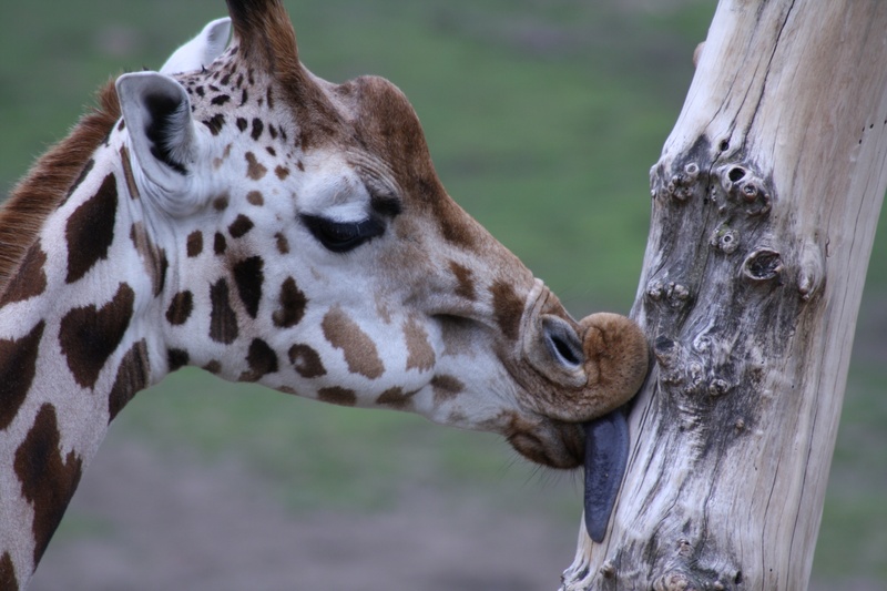 animal head, wood - material, spotted, one animal, safari Animals, tree trunk, animal neck, giraffe, animal wildlife, mammal, focus on foreground, trunk