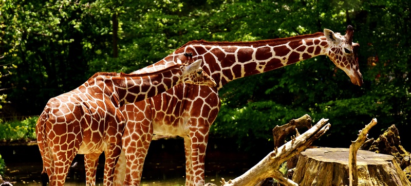 one animal, day, head, long jibe, animal, animal wildlife, sunlight, wild animal, giraffe, plant, tree, outdoors, animal themes, safari Animals, animal world