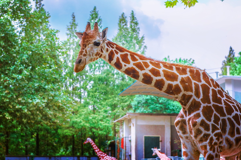 long neck, tallest, no people, nature, summer, 5K, vertebrate, landscape, daylight, animal wildlife, outdoors, standing, spots, animal themes, day, barbaric