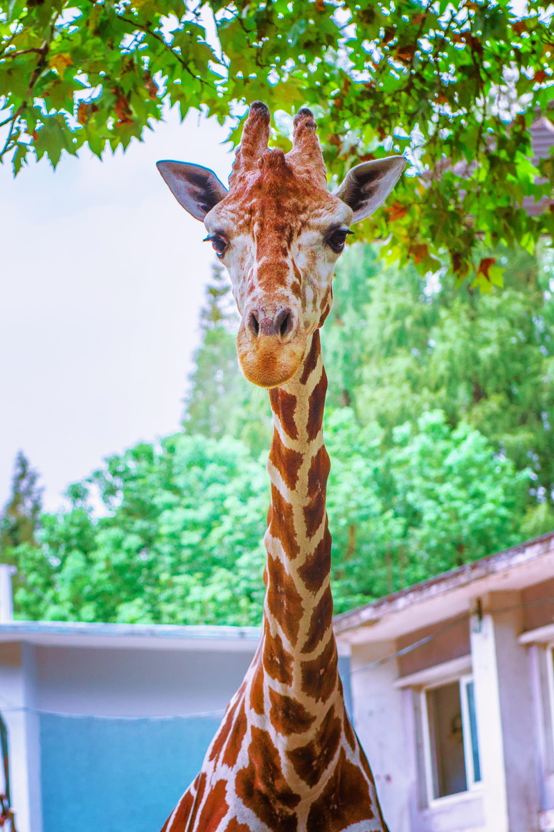 animal photography, park, cute, neck, herbivorous, zoo, vertebrate, one animal, tallest, big, giraffe, 2K, long, wild, animal body part, wildlife, plant