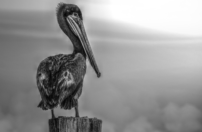 wood - material, no people, feather, animals in the wild, pelican, one animal, seabird, coast, full length, perching, florida, selective focus, black and white