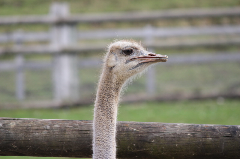focus on foreground, look, wood - material, Zoo, no people, fence, animals in the wild, mammal, Bouquet, ranch, barrier, vertebrate, animal, bird, one animal