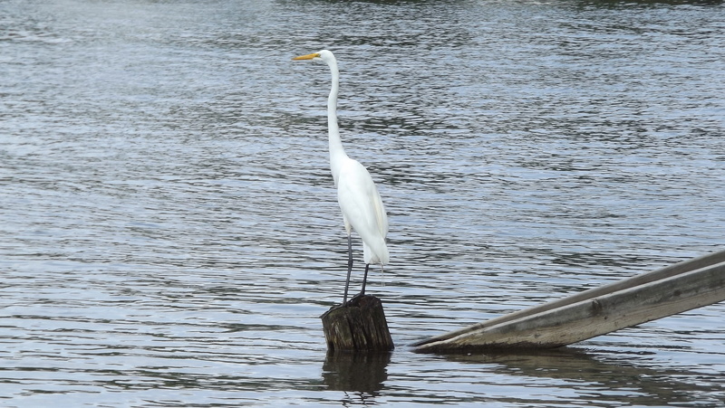 nature, heron, animal neck, wood - material, bird, 4K, water, animals in the wild, vertebrate, water bird, animal, great white egret, animal wildlife