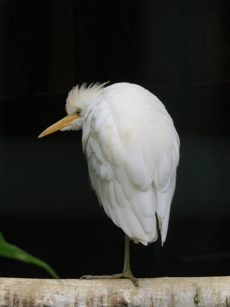 egret, full length, day, white, vertebrate, bird, stand, animal neck, outdoors, rest, feather, animal wildlife, monopod, one animal, leg, beak, looking