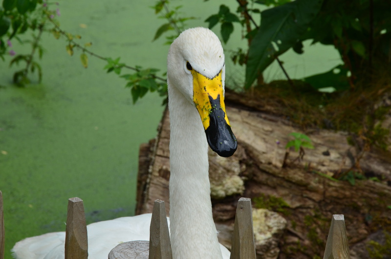 animal, head, poultry, animal themes, animals in the wild, goose, vertebrate, animal wildlife, animal body part, focus on foreground, animal head, geese head