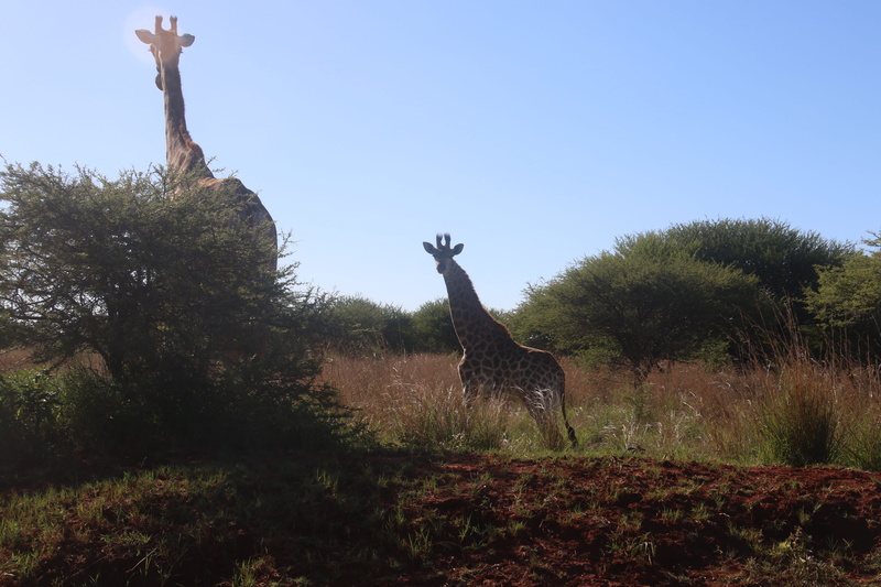 one animal, day, giraffe, animal, outdoors, mammal, animal neck, long, giraffes, plant, tall, long neck, 5K, sky, photography, grass, herbivorous, nature