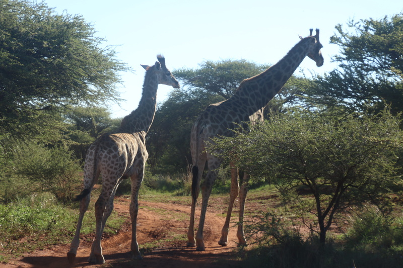 tree, animals in the wild, animal, domestic animals, long, animal neck, plant, no people, neck, landscape, wildlife, wild animals, day, growth, dirt, one animal