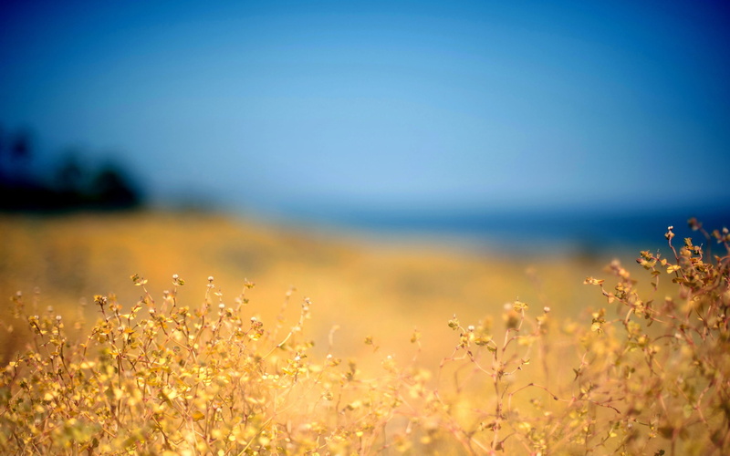2K, autumn, tranquility, outdoors, grass, land, springtime, gold Colored, petaled, dusk, water, idyllic, non-Urban Scene, color Image, flowers, colors