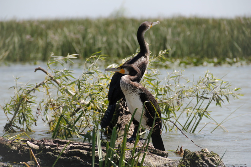 wetland, lake, no people, luxuriant, green, water, landscape, wilderness, plant, vertebrate, paradise, bird, day, danube delta, one animal, water bird