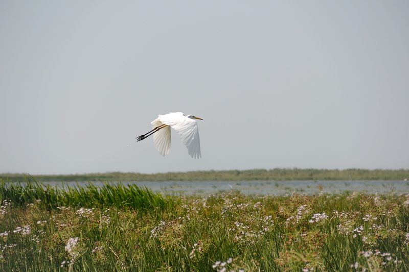 spread wings, ecology, mid-air, bird, natural reservation, flying bird, environment, natural, animal wildlife, green, tropical, plant, summer, 5K, outdoors