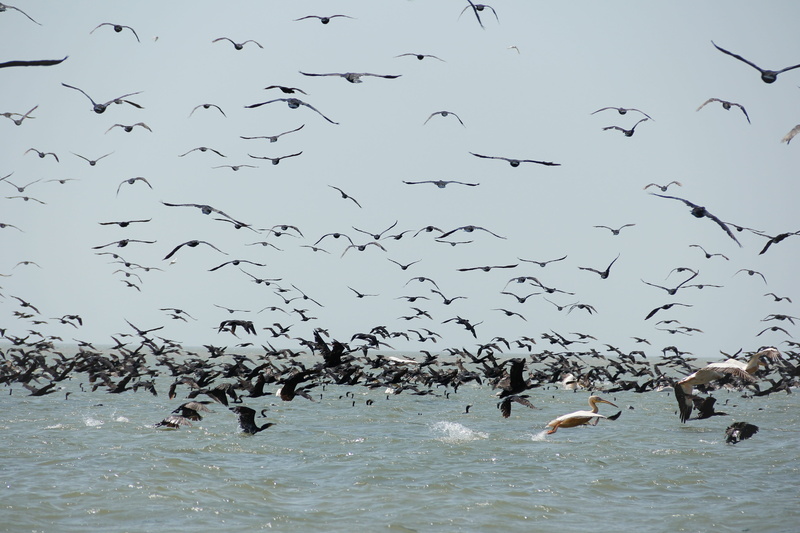 nature, exotic, animal, mid-air, luxuriant, bird, motion, animal themes, birds, spread wings, vertebrate, animal wildlife, marine, river, wildlife, group of animals