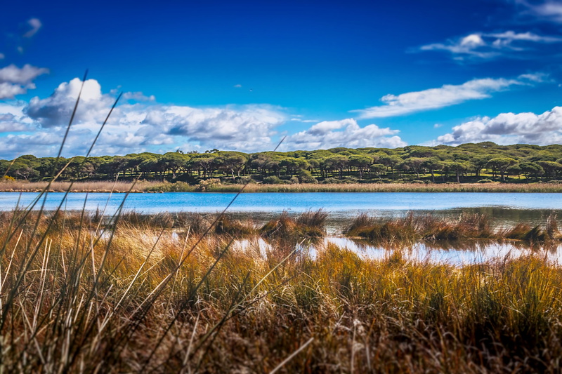growth, tranquility, scenery, no people, tranquil scene, non-urban scene, environment, horizon, plant, day, cloud - sky, water, sky, land, grass, landscape