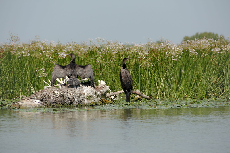 environment, animal wildlife, vertebrate, water, danube delta, animal themes, exotic, paradise, wild, landscape, 4K, two animals, nature, plant, bird