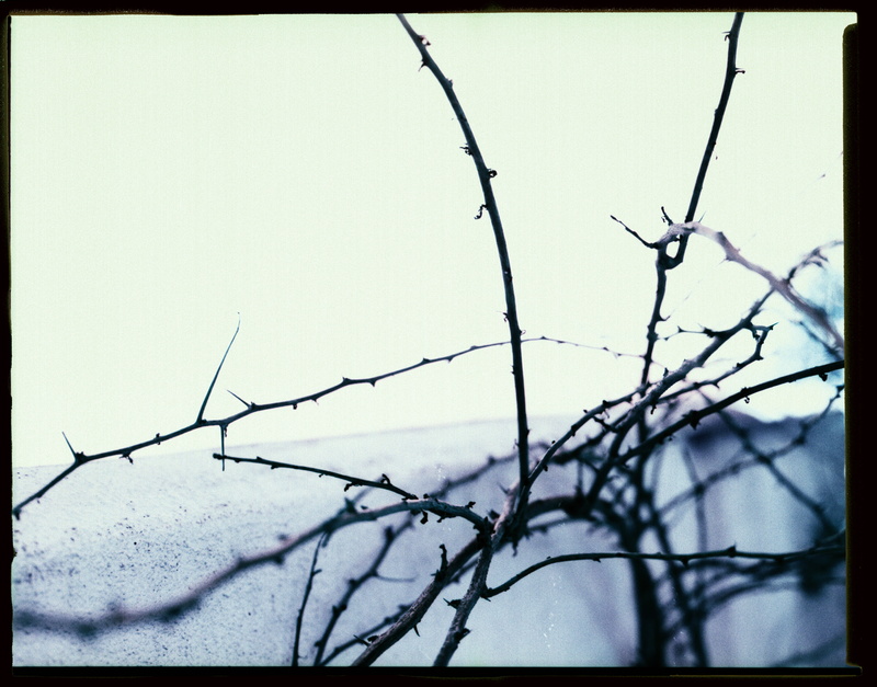 bare tree, bee eater, nature, robin, sphere, building, animal, snow, barbed wire, tranquility, bird, ice, close-up, transfer print, focus on foreground