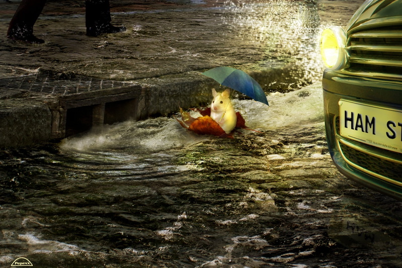 pets, ride, domestic, editorial, street, hamster, reflection, vertebrate, misfortune, disaster, Stoke, auto, car, rain, mode of Transport, water, urban Scene