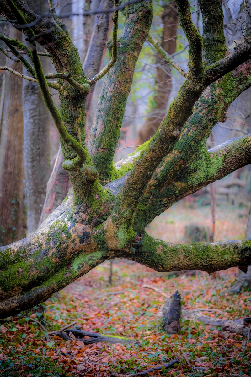 beauty in nature, moss, close-up, plant, lichen, plant part, tranquility, growth, west stoke, tree, united kingdom, backgrounds, no people, forest, 5K