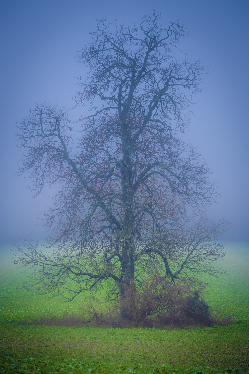 west stoke, funtington, grass, united kingdom, plant, landscape, outdoors, scenics - nature, bare tree, land, tree, countryside, tranquil scene, fog, tranquility