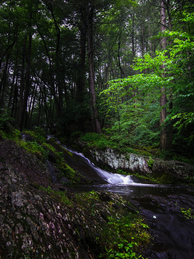 united states, non-urban scene, flowing, stokes state forest, plant, tree, growth, flowing water, no people, nature, rock, outdoors, land, water, stream - flowing water