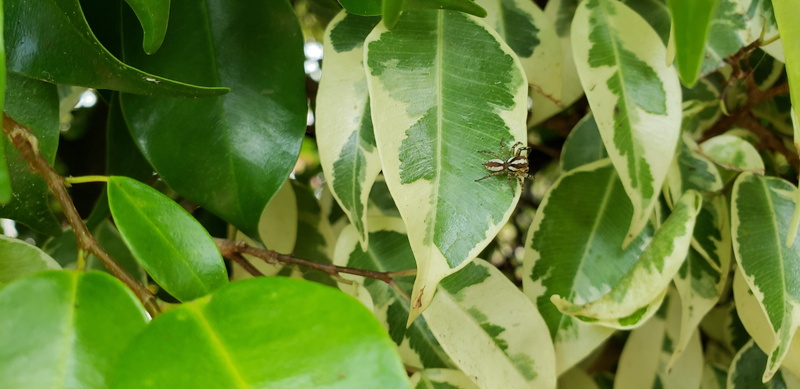 brazil, nature, tree, leaf, close-up, plant, 4K, beauty in nature, lagoa, day, plant part, focus on foreground, one animal, animal wildlife, outdoors