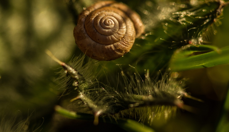 tree, outdoors, advanture, animal shell, canada, green, close-up, animal themes, green color, selective focus, growth, jungle, one animal, invertebrate