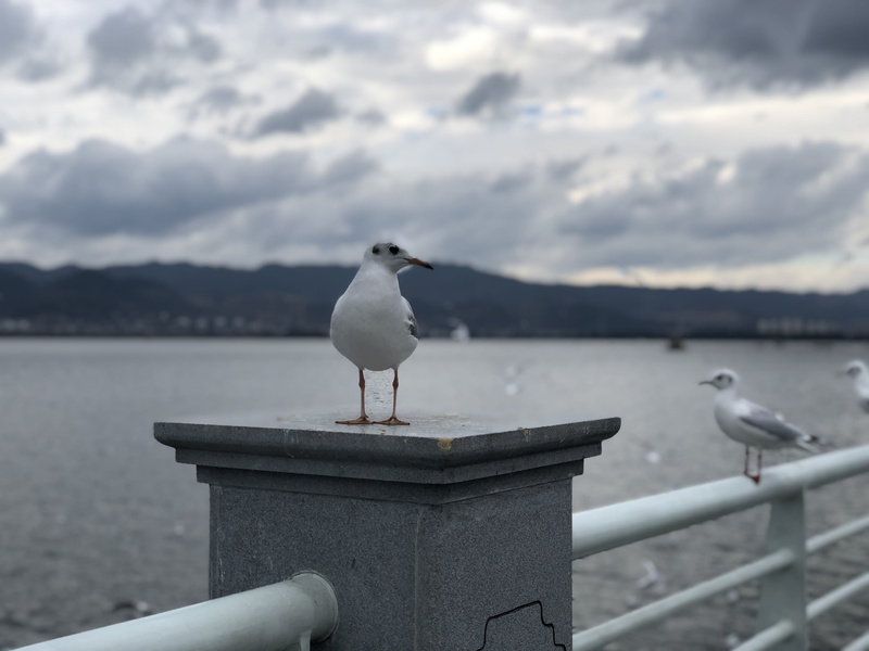 4K, focus on foreground, outdoors, sea bird, animal themes, vertebrate, china, perching, seagull, sky, animal wildlife, sea, animals in the wild, 15 hongta w rd