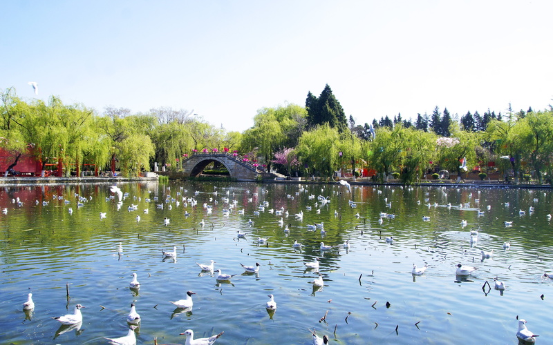 bridge - man made structure, sky, summer, architecture, floating on water, flock of birds, duck, animal wildlife, group of animals, tree, animal themes