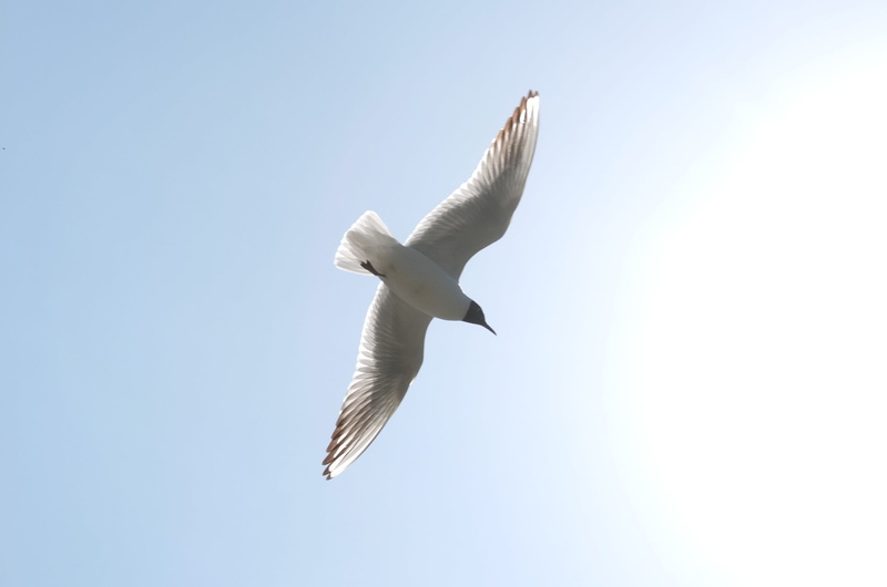 sky, sea, animal themes, spread wings, animals in the wild, outdoors, one animal, animal, white, fly, mid-air, freedom, sea Bird, wildlife, nature, flying