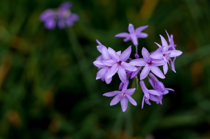 vulnerability, growth, selective focus, beauty in nature, no people, nature, purple flowers, botany, focus on foreground, flowering plant, flower, petal