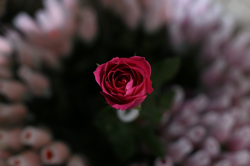 close-up, freshness, inflorescence, geranium, animal, market, blossom, rose, fragility, dounan flower market, outdoors, china, invertebrate, hornet, kunming