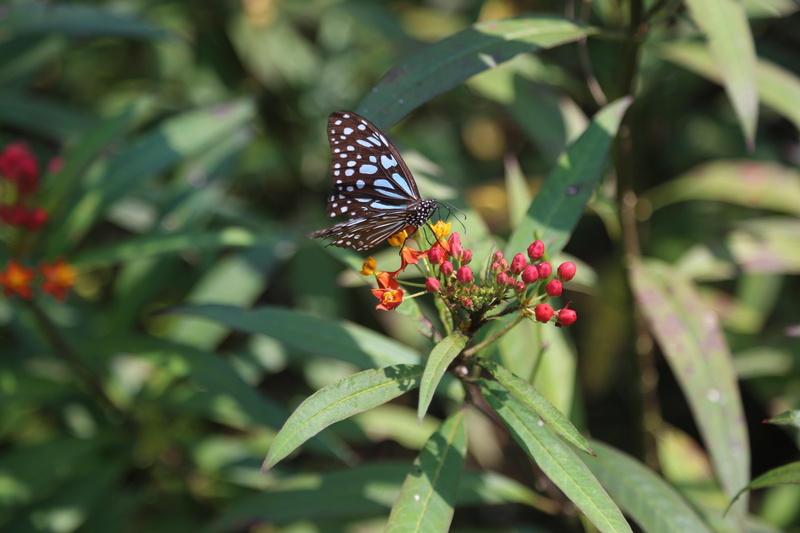 flower, plant, animal wing, animals in the wild, butterfly - insect, one animal, m, invertebrate, animal, flowering plant, growth, 5K, close-up, small animals