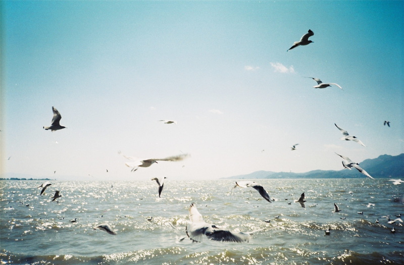 bird, seagull, animal wildlife, marine, vertebrate, spread wings, motion, sea, animal themes, animals in the wild, kunming, group of animals, large group of animals